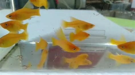 Maheshans Aquarium Fish and Nursery